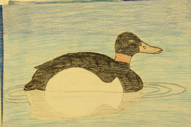Description: S:\STAFF\cningen\ARC. PIX\ART\2012\Ducks 2012\Duck Stamp Winners 2012 050.JPG