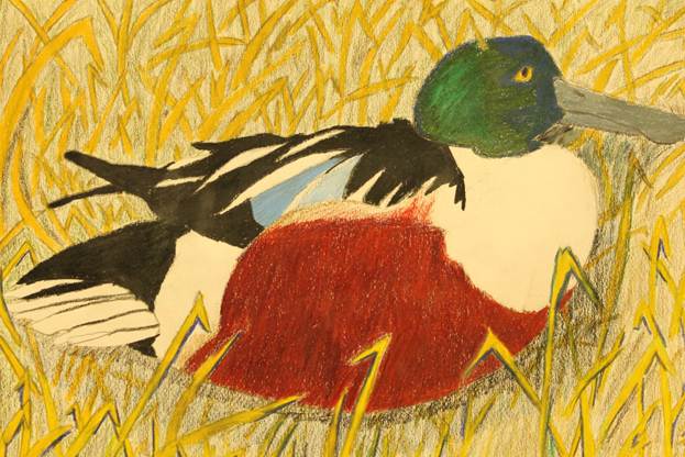 Description: S:\STAFF\cningen\ARC. PIX\ART\2012\Ducks 2012\Duck Stamp Winners 2012 046.JPG